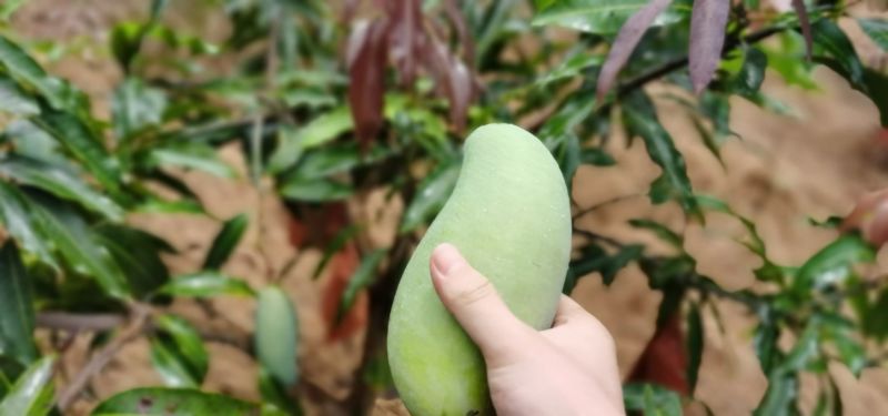 景东晚熟芒果