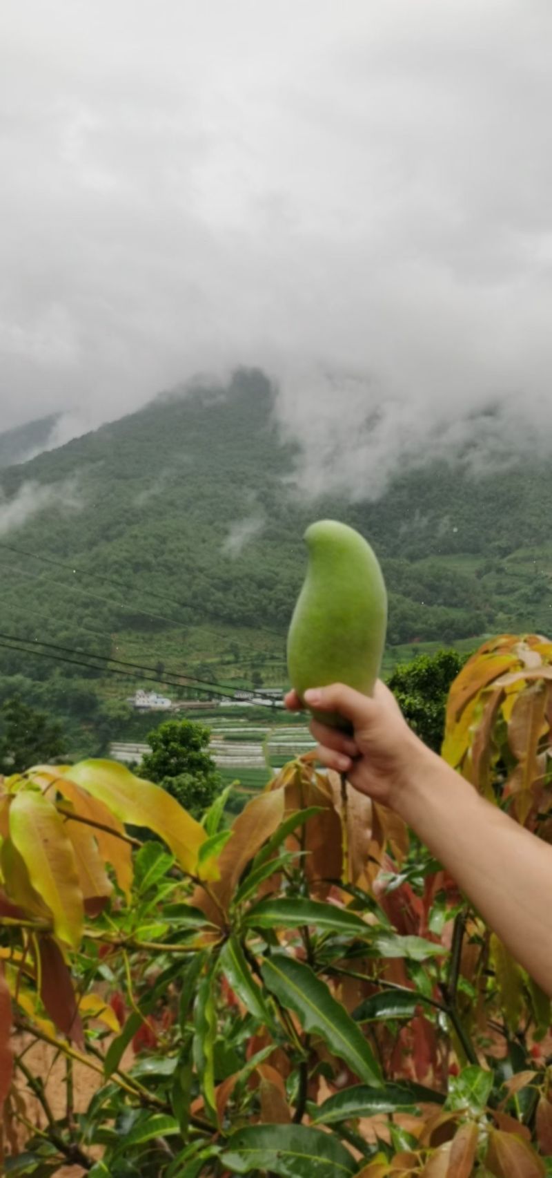 景东晚熟芒果