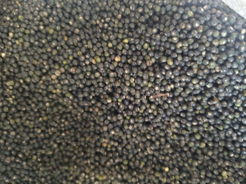 通草子子