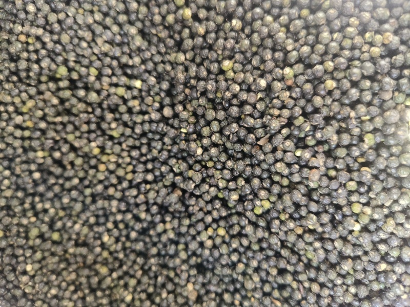 通草子子