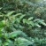 野生藤茶莓茶精筛选叶片无杂质无梗无抹叶片均匀