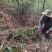野生藤茶莓茶精筛选叶片无杂质无梗无抹叶片均匀