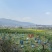 大理贡菜基地批发质量保证品质高价格实惠需要联系大量现货有