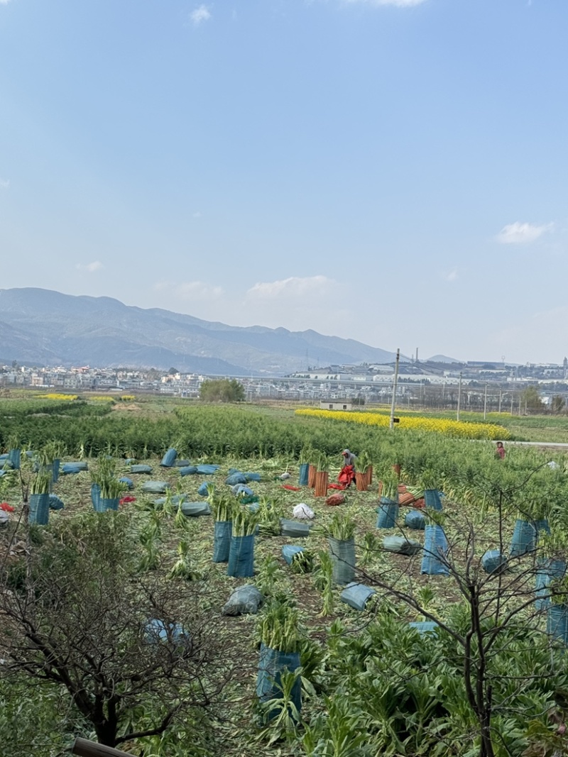 大理贡菜基地批发质量保证品质高价格实惠需要联系大量现货有