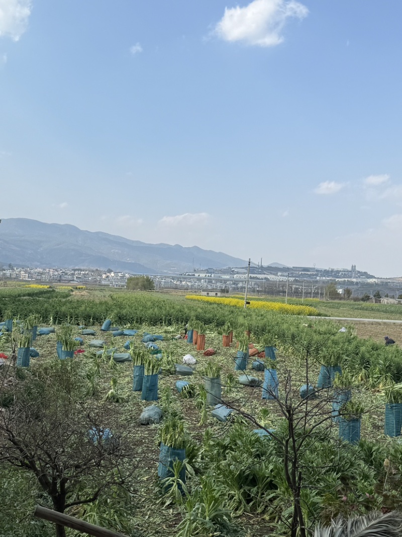 大理贡菜基地批发质量保证品质高价格实惠需要联系大量现货有