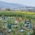 大理贡菜基地批发质量保证品质高价格实惠需要联系大量现货有