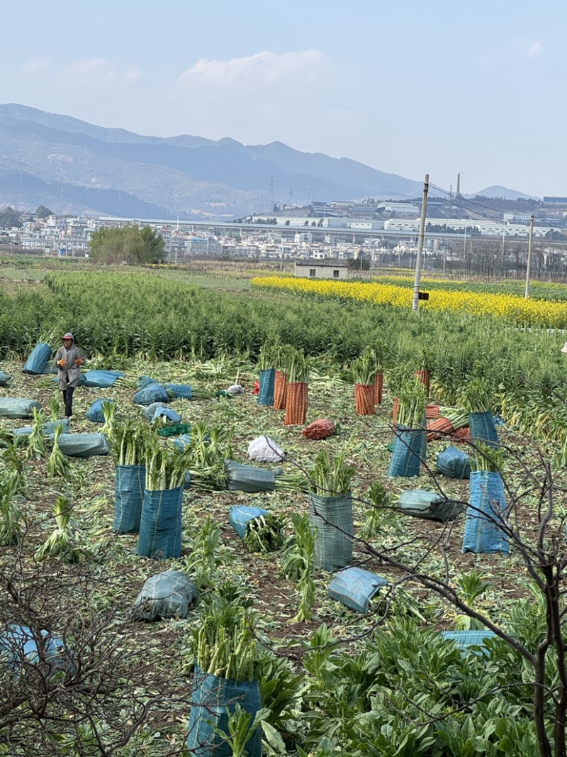 大理贡菜基地批发质量保证品质高价格实惠需要联系大量现货有