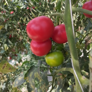 米易翻沙小番茄电商货