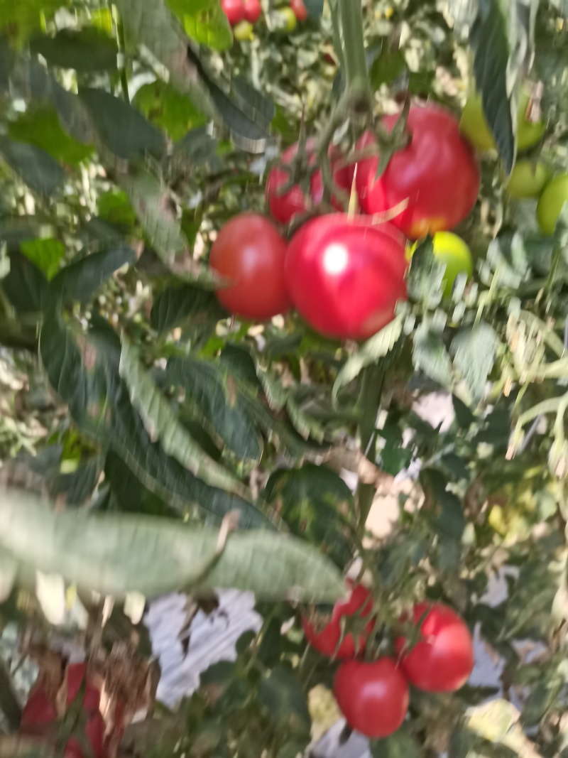 米易翻沙小番茄电商货