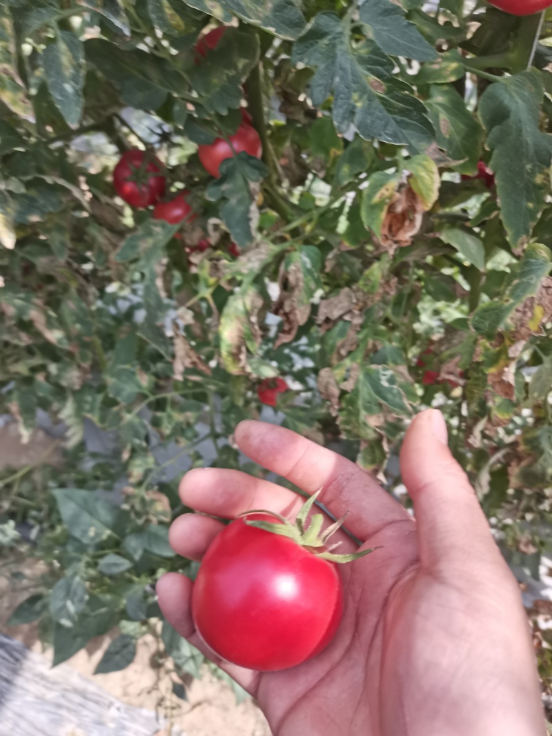米易翻沙小番茄电商货