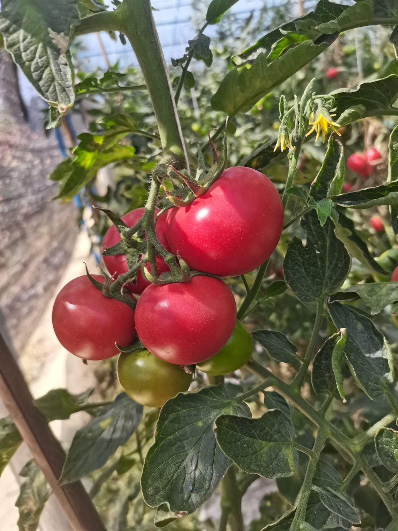 米易翻沙小番茄电商货