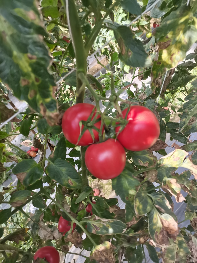 米易翻沙小番茄电商货