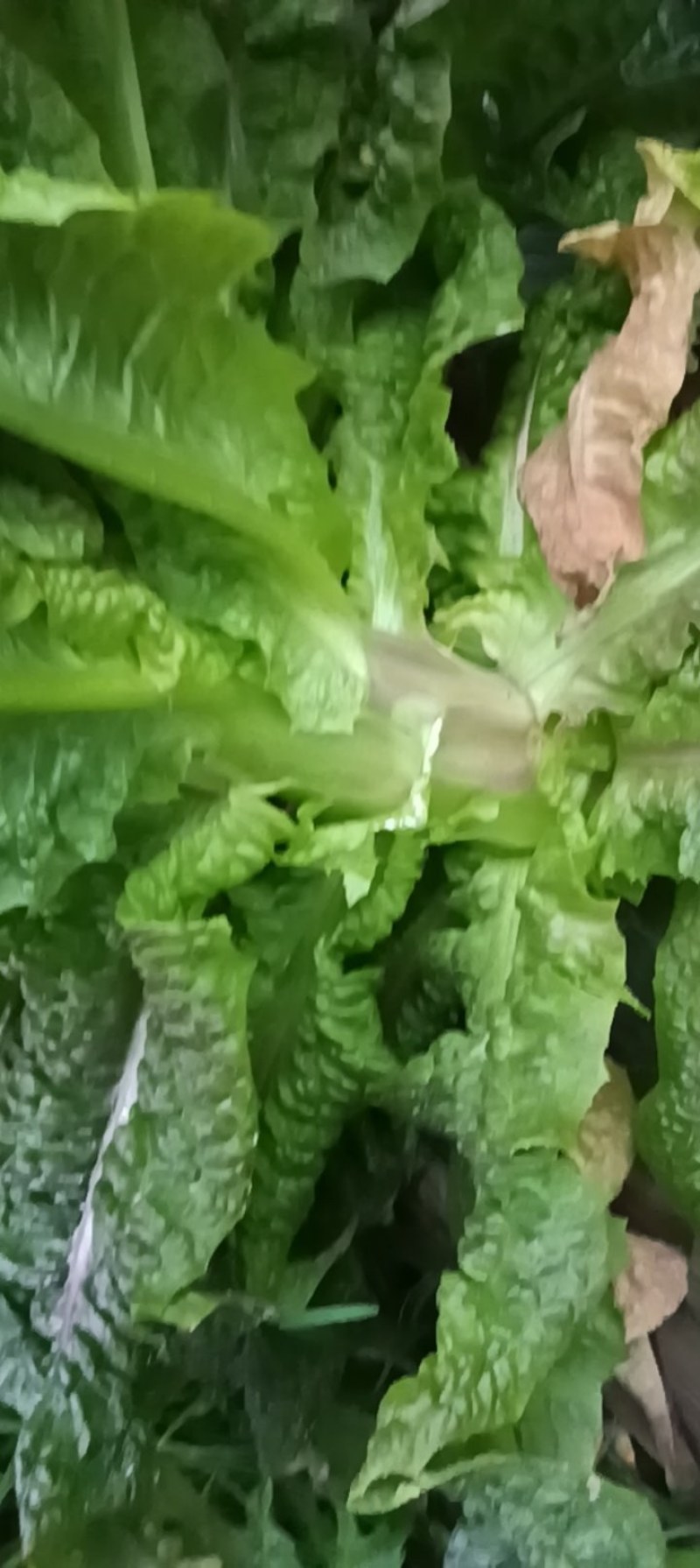 红叶香莴苣