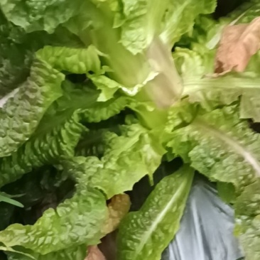 红叶香莴苣