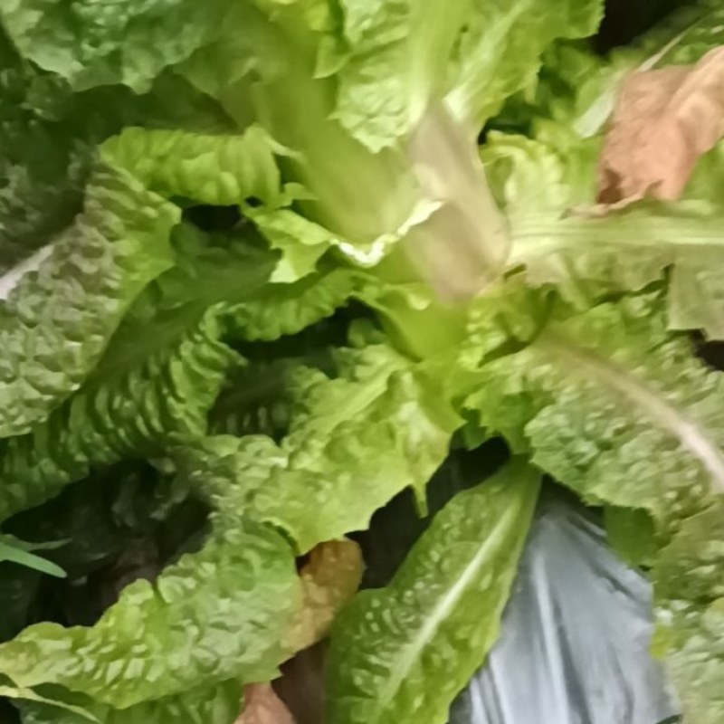 红叶香莴苣