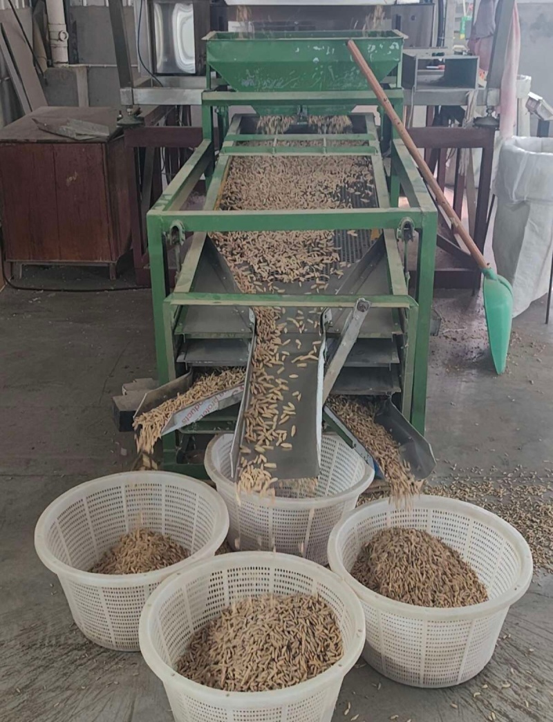中药材麦冬大量供货产地直销（麦冬颗麦冬根麦冬片）