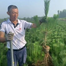 黑松苗、黑松小苗四季常青，黑松杯苗工程苗，基地直发