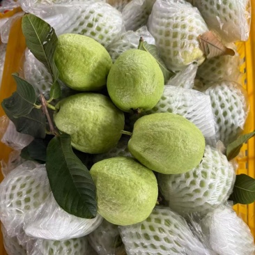 台湾珍珠番石榴
