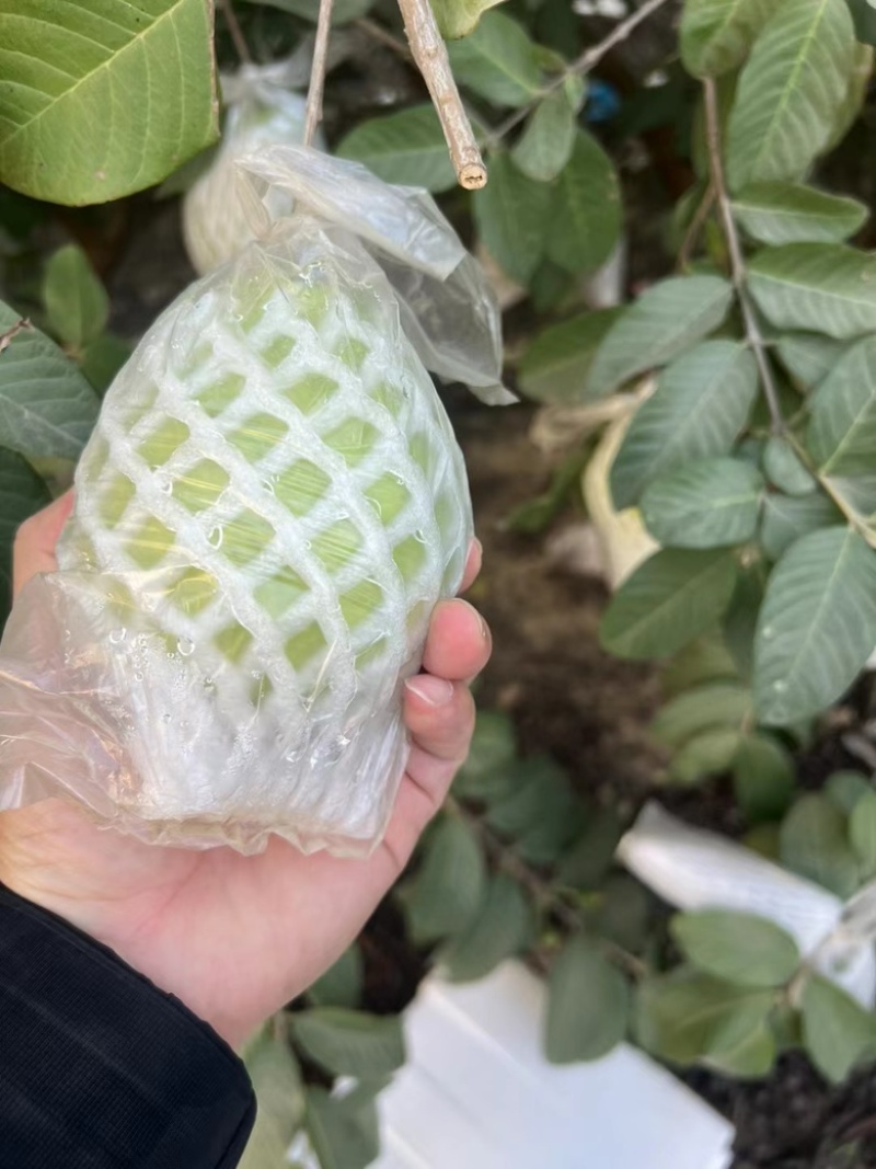 台湾珍珠番石榴