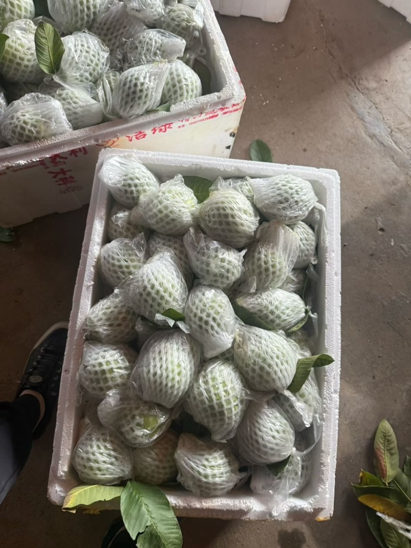 台湾珍珠番石榴