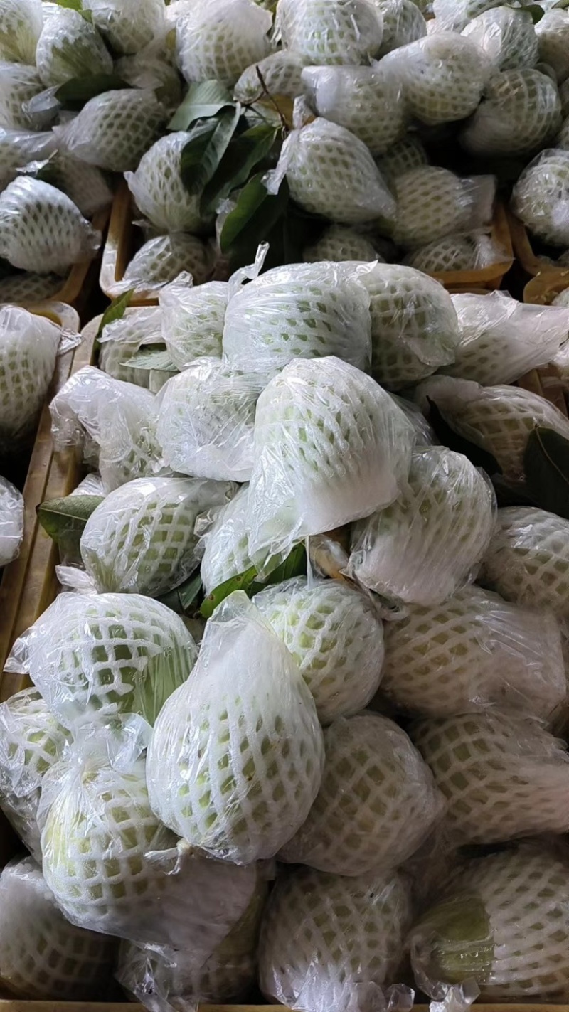 台湾珍珠番石榴