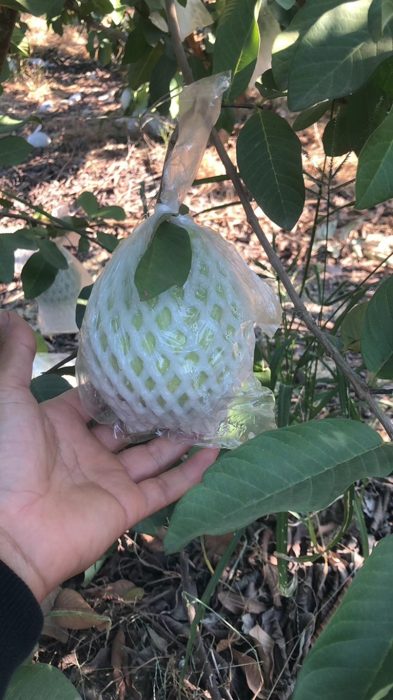 台湾珍珠番石榴