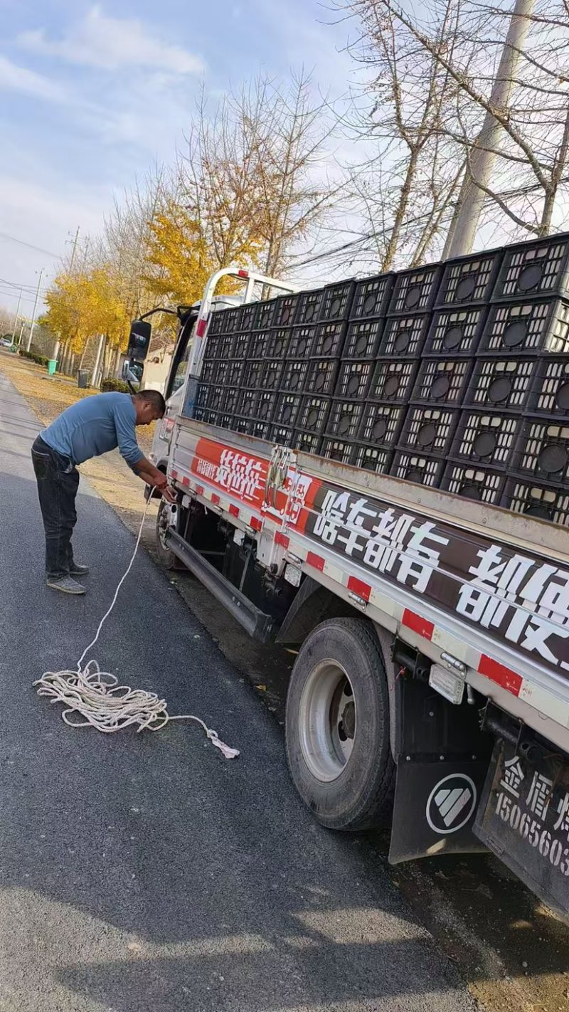山东潍坊圣女果大量供应品质保证诚信经营欢迎来电