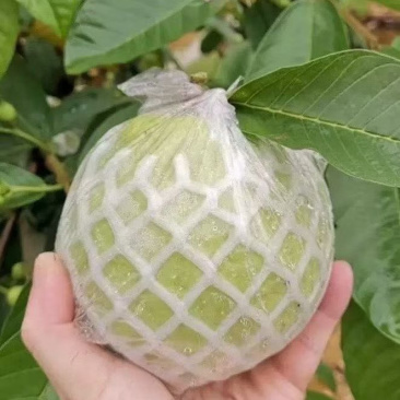 西瓜红芭乐
