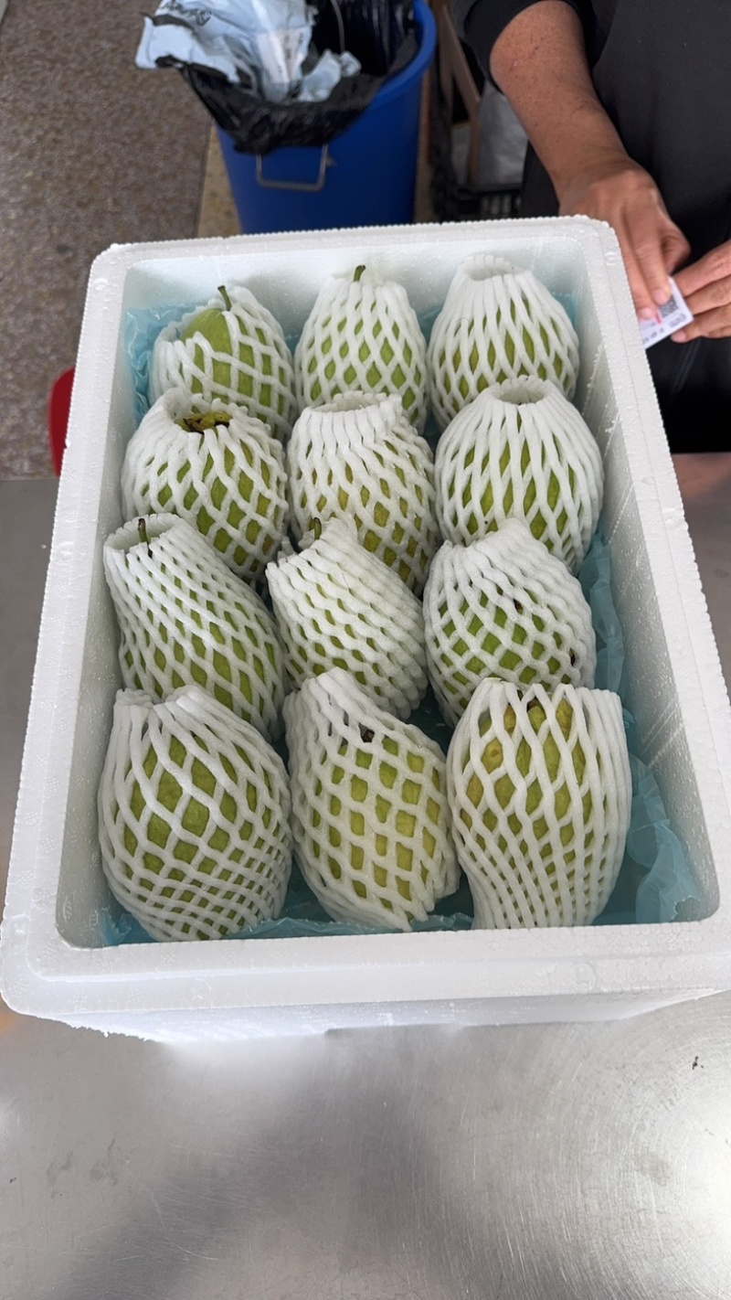 西瓜红芭乐