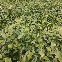 油茶苗