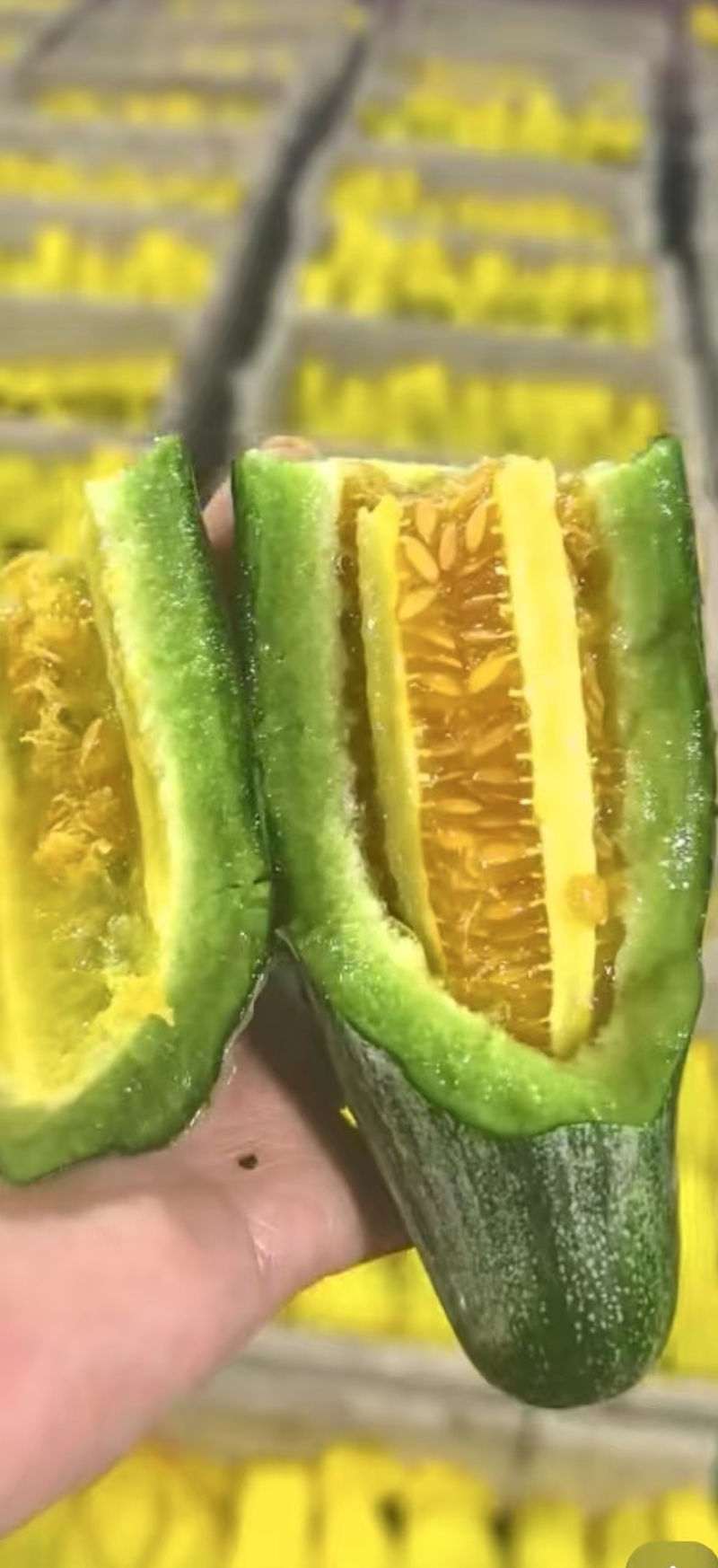 山东潍坊羊角蜜甜瓜大量供应品质保证欢迎老板来电