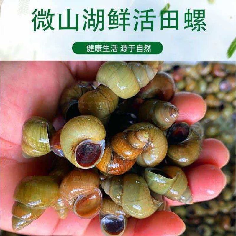 微山湖淡水田螺，螺蛳大量现货，剪尾吐沙物美价廉，，