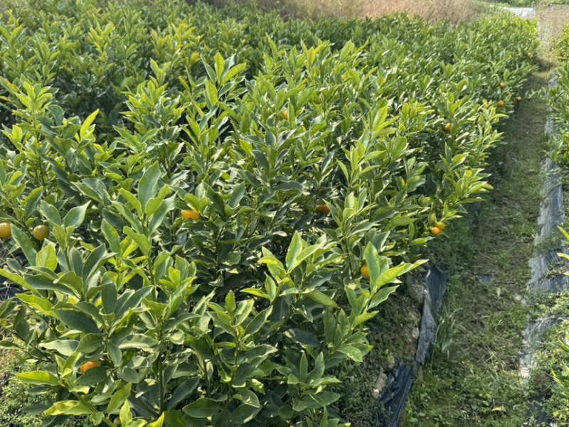 新品种大叶滑皮网红品种四代产地直供滑皮脆皮金桔