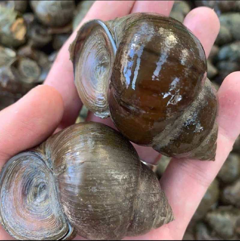 微山湖大田螺各种规格齐全量大优惠，一手货源