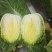 3到7精菜
