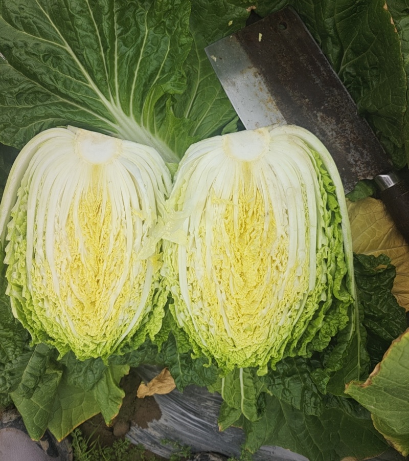 3到7精菜