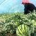 夏邑西瓜美都8424西瓜规格齐全实力代办售后保障欢迎来电