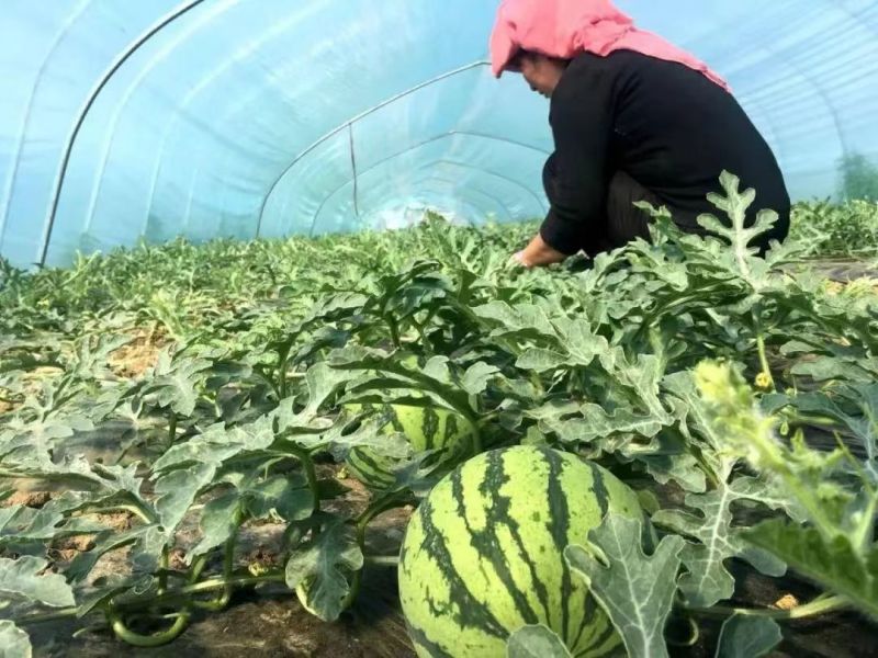 夏邑西瓜美都8424西瓜规格齐全实力代办售后保障欢迎来电