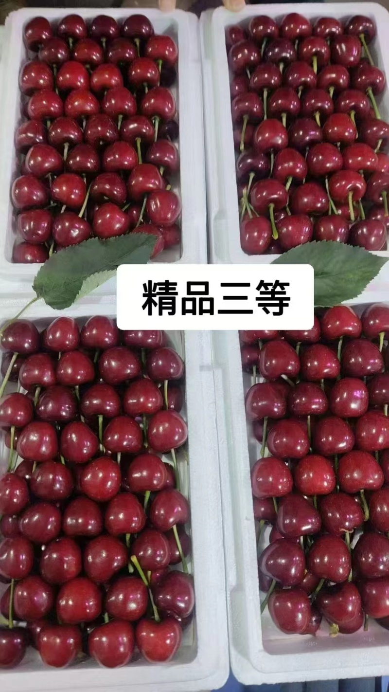 大连大樱桃产地代办