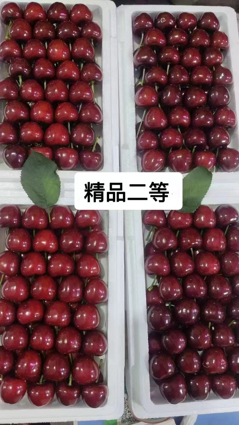 大连大樱桃产地代办