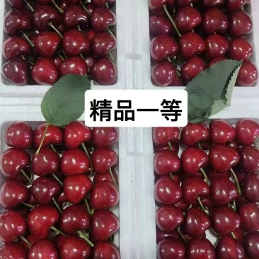 大连大樱桃产地代办