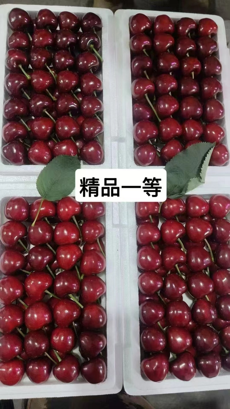 大连大樱桃产地代办