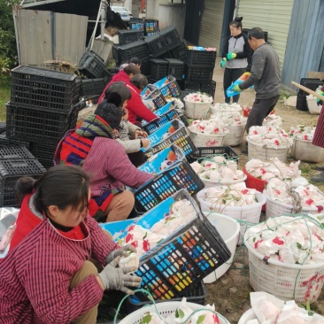 四川眉山春见耙耙柑中果大筐基地直发保质保量一条龙服务