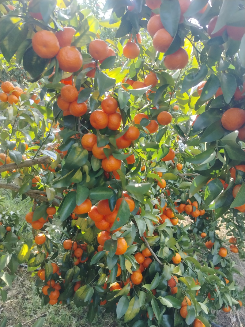 九峰村砂糖橘***********