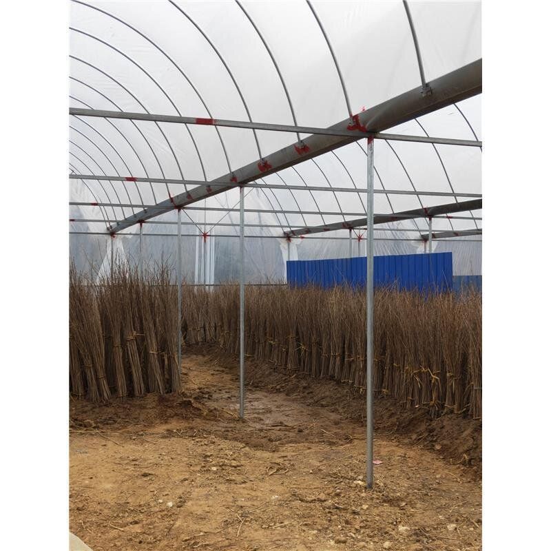 樱花苗樱花树苗,日本樱花小苗嫁接早樱晚樱盆栽庭院绿化