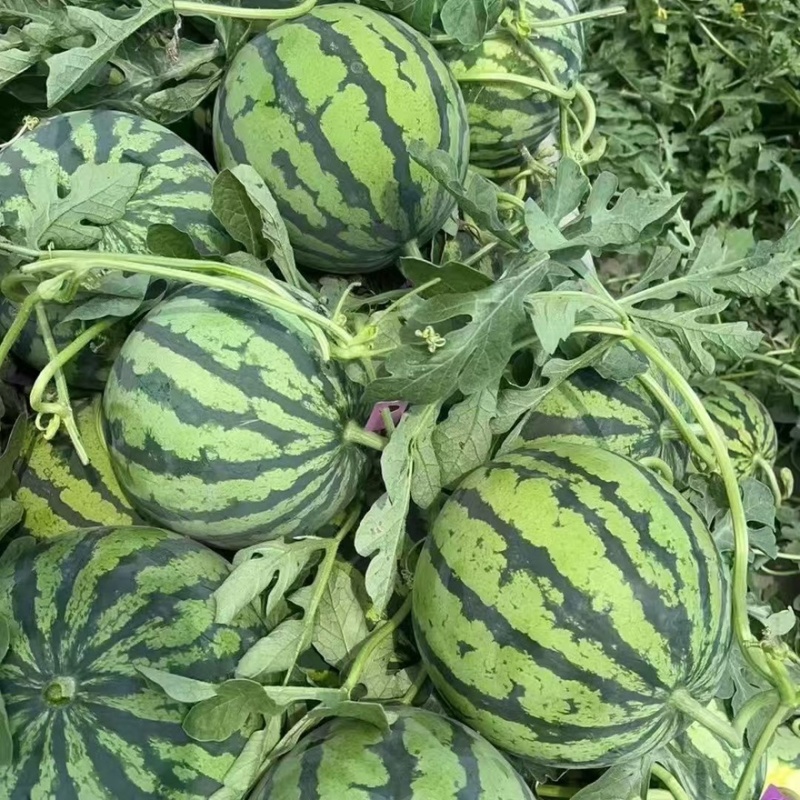 夏邑县美都西瓜大量上市物美价优诚信经营欢迎来电