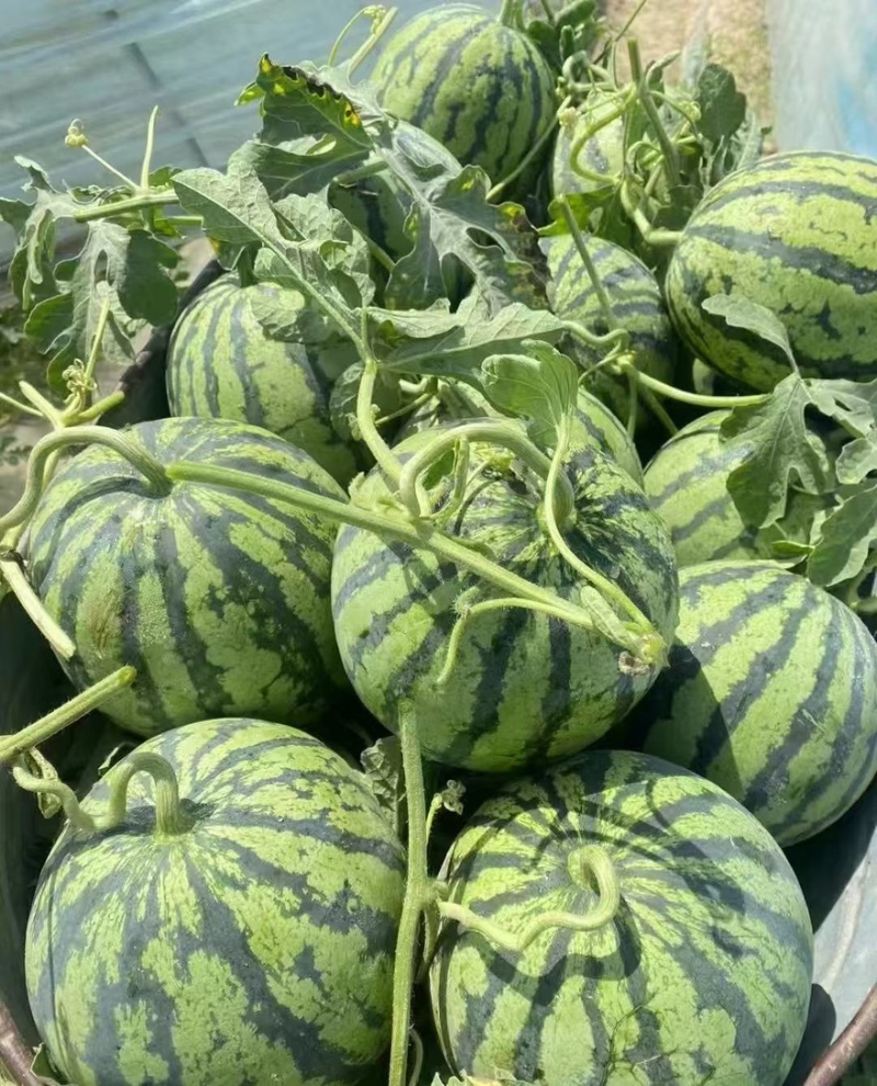 夏邑县美都西瓜大量上市物美价优诚信经营欢迎来电