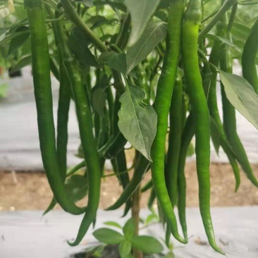 广西精品线椒大量上市基地一手货源