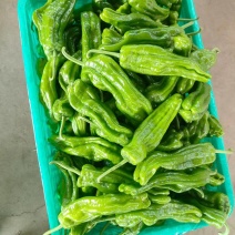 山东青椒苏椒5号大量现货，大量上市中要货提前订质量保证可