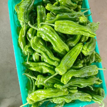 山东青椒苏椒5号大量现货，大量上市中要货提前订质量保证可